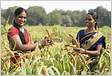 Improvement of Farmers Livelihood in